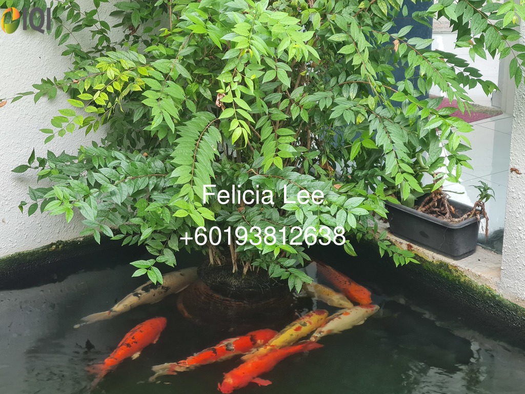 Kenny Hills (Bukit Tunku) image