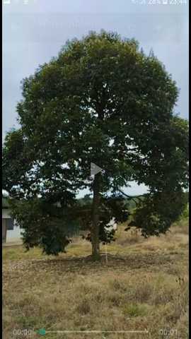 Simpang Pertang Negeri Sembilan Agriculture land for sale image