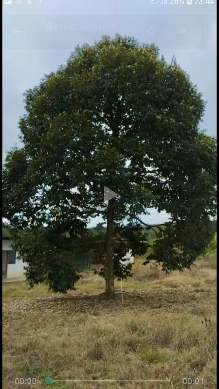 Simpang Pertang Negeri Sembilan Agriculture land for sale image