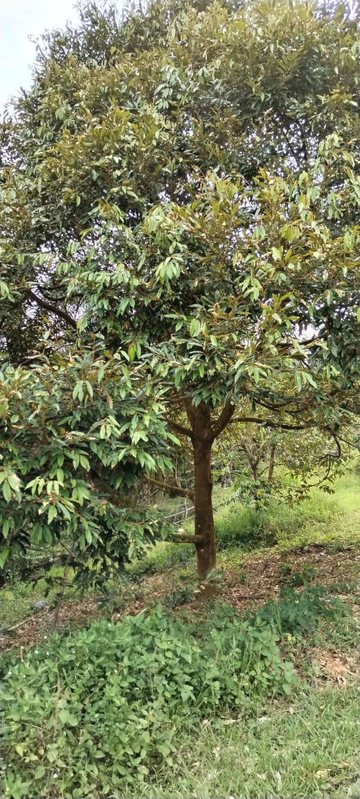 DURIAN MUSANG KING n BLACK THORN|WITH STREAM & POND| NICELY HILL CUT image