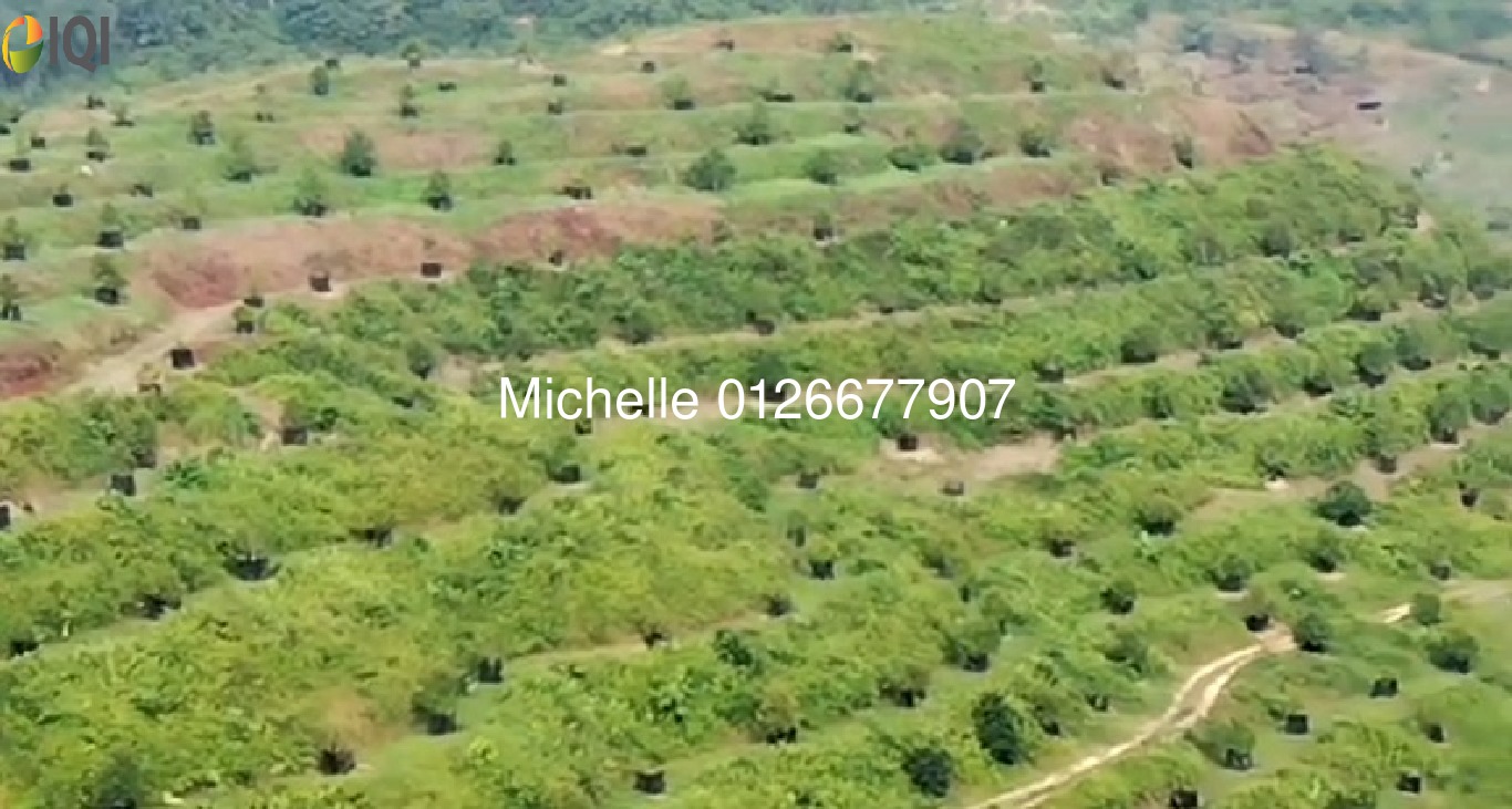 DURIAN MUSANG KING & BLACK THORN| WT POND/STREAM|MELAKA|NEGERI SEMBILAN image