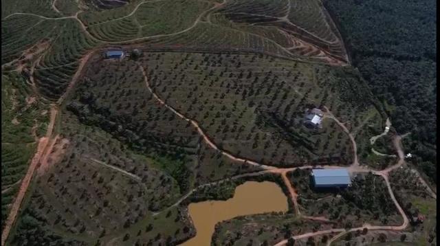 Perak Sungkai Durian Farm 105 Acres 马来西亚霹雳105亩榴莲园出售 image
