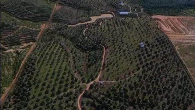 Perak Sungkai Durian Farm 105 Acres 马来西亚霹雳105亩榴莲园出售 image