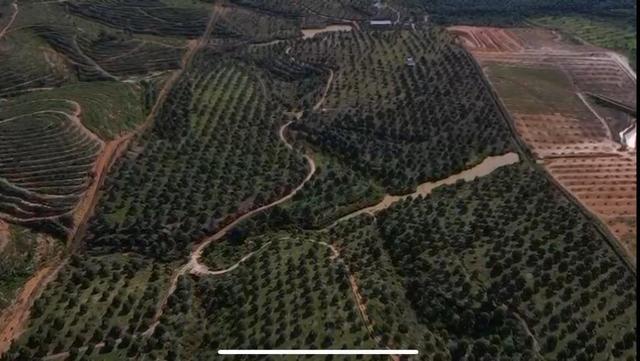 Perak Sungkai Durian Farm 105 Acres 马来西亚霹雳105亩榴莲园出售 image