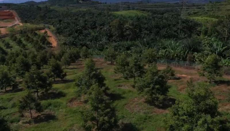 Perak Sungkai Durian Farm 105 Acres 马来西亚霹雳105亩榴莲园出售