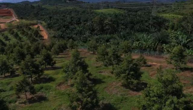 Perak Sungkai Durian Farm 105 Acres 马来西亚霹雳105亩榴莲园出售 photo