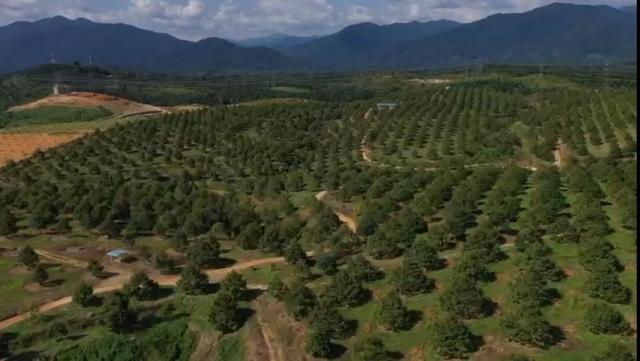 Perak Sungkai Durian Farm 105 Acres 马来西亚霹雳105亩榴莲园出售 image
