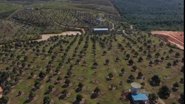 Perak Sungkai Durian Farm 105 Acres 马来西亚霹雳105亩榴莲园出售 image