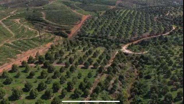 Perak Sungkai Durian Farm 105 Acres 马来西亚霹雳105亩榴莲园出售 image