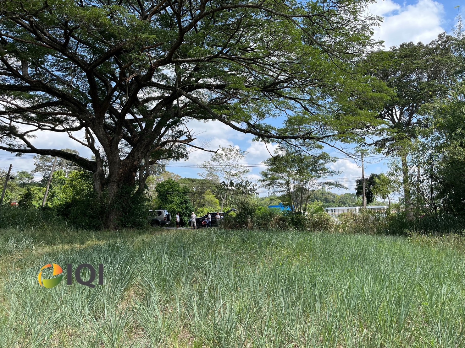 Available land for sale at the entrance to Rachapracha Resort Pakchong, Pak Chong District. image