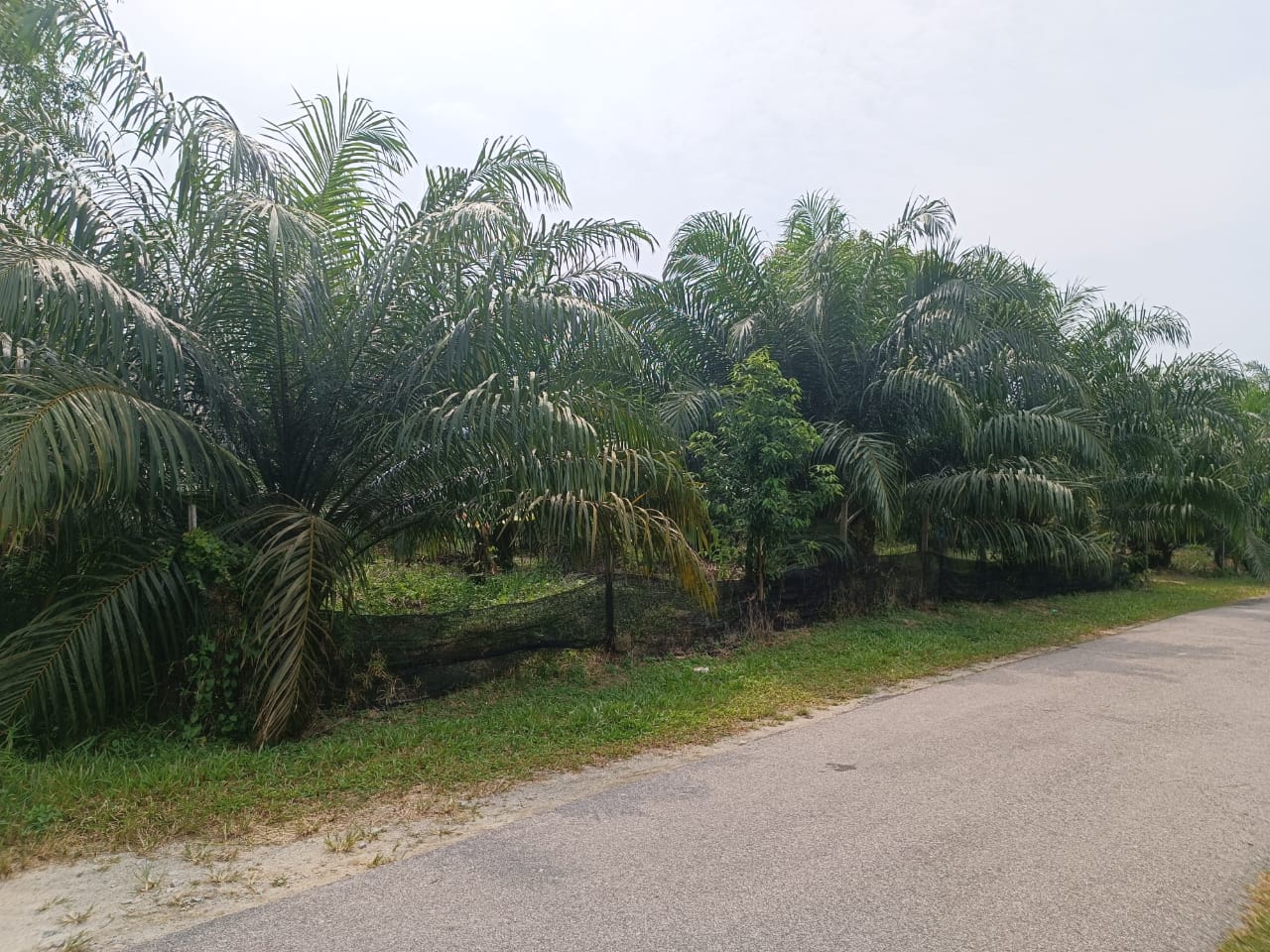Very Good Landscape and Accessibility Freehold Agriculture Land at Tehel Melaka for Sales image