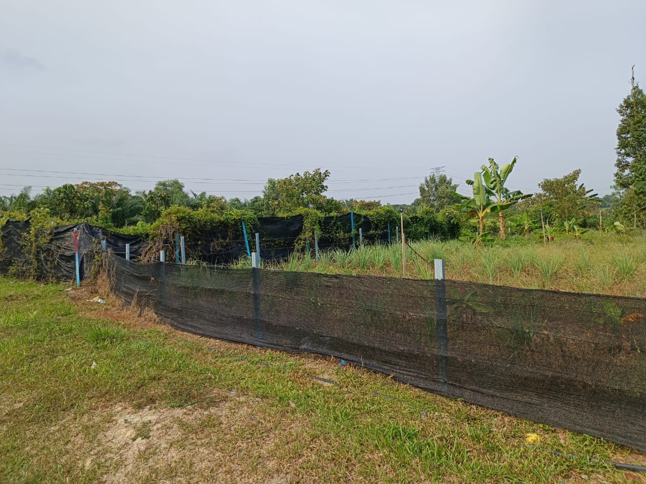 Very Good Landscape and Accessibility Freehold Agriculture Land at Tehel Melaka for Sales image