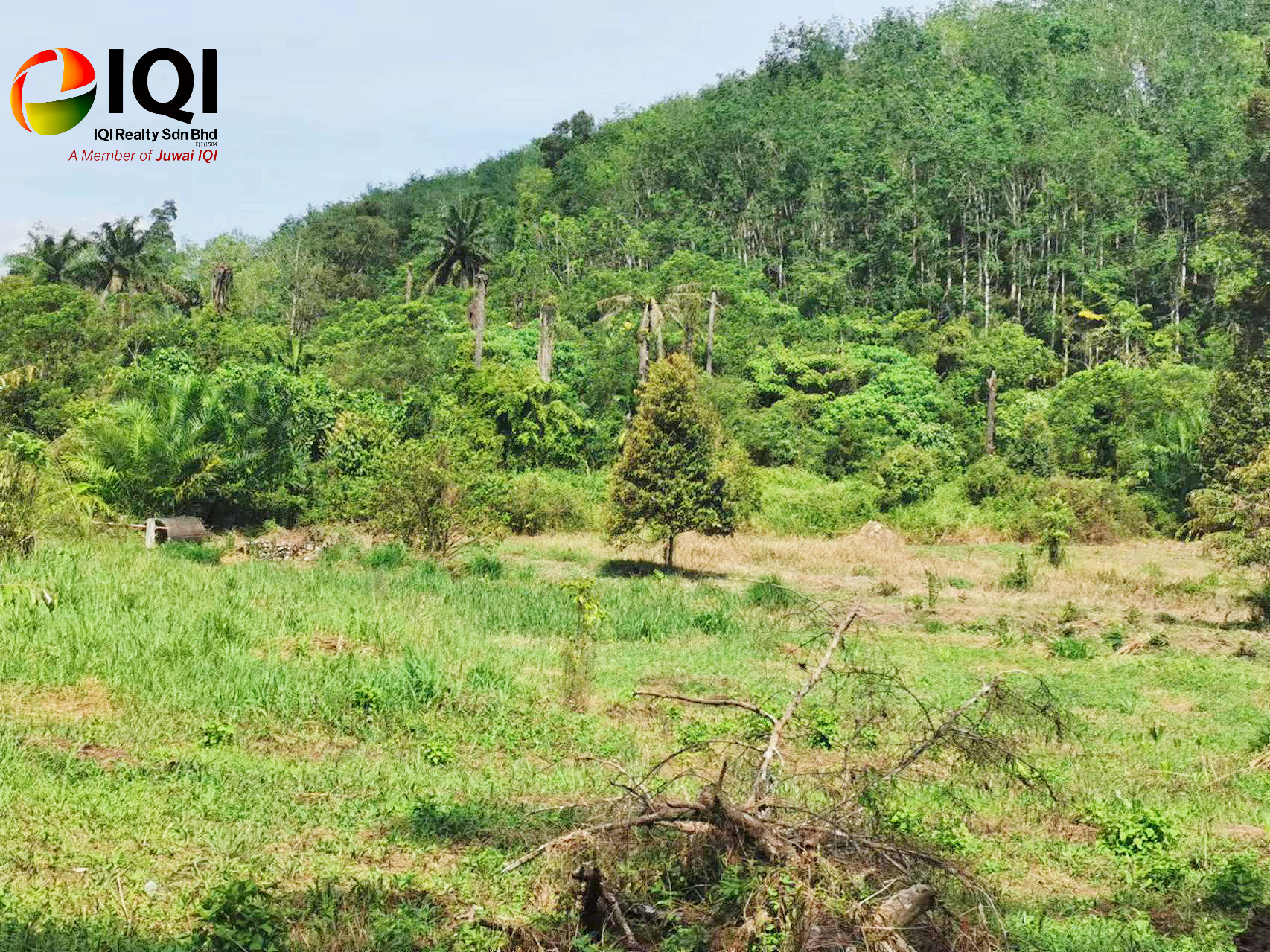 kedah kulim junjung image