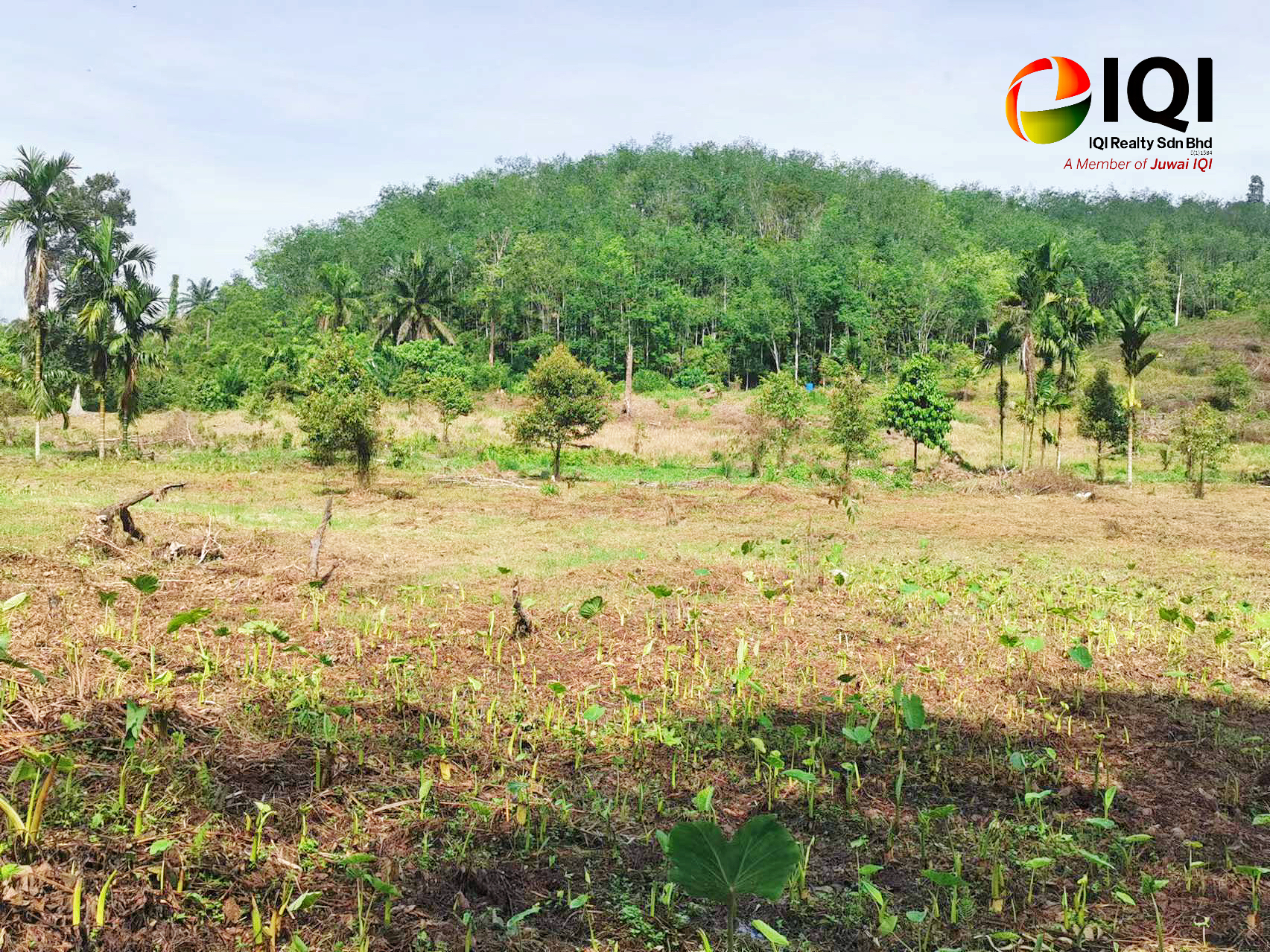 kedah kulim junjung image