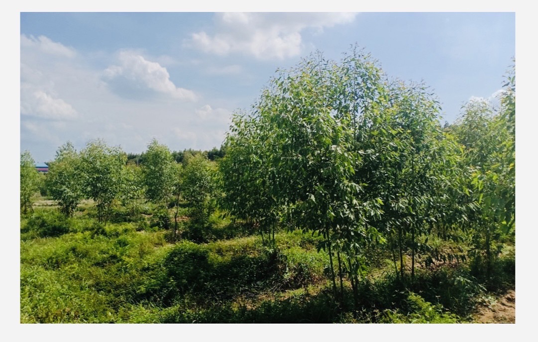 Empty land for sale Krok Sombun Subdistrict Si Maha Phot District, Prachinburi Province  image