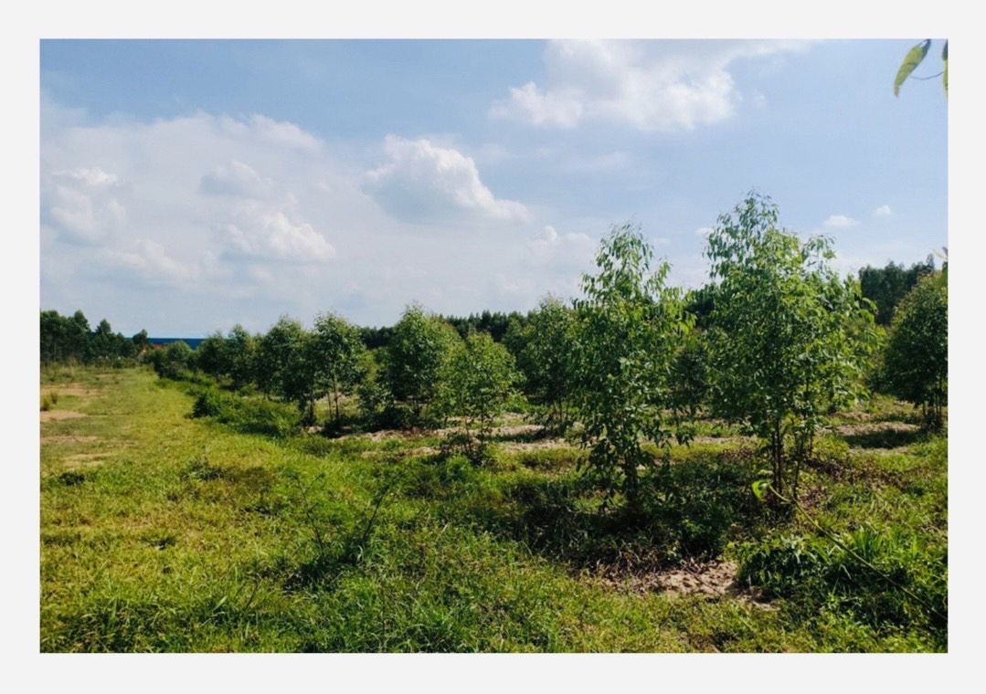 Empty land for sale Krok Sombun Subdistrict Si Maha Phot District, Prachinburi Province  image