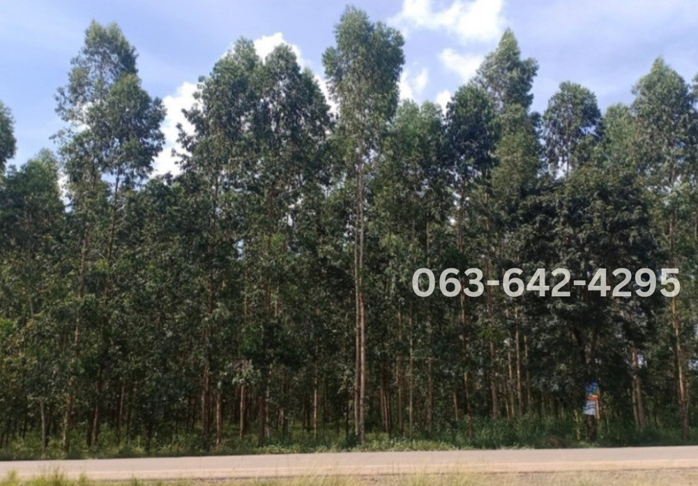 Empty land for sale Prachinburi Province. image