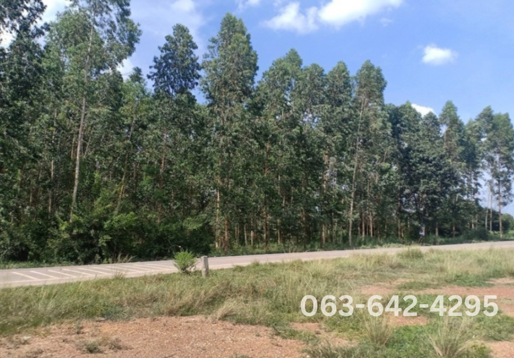 Empty land for sale Prachinburi Province. image