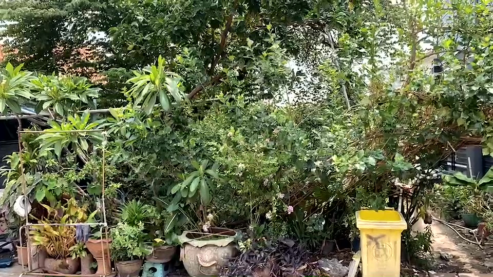  Land for sale in Don Mueang, size 50 square wah, Soi Saranakom 25, Intersection 3 (Soi Muban Pincharoen 1), suitable for building a house, cafe, and more. image