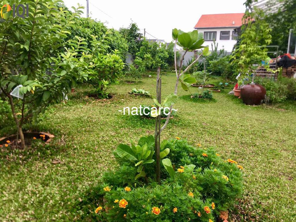 BIG FREEHOLD Double Storey Corner Semi D House Taman Nuri Durian Tunggal  for Sale image