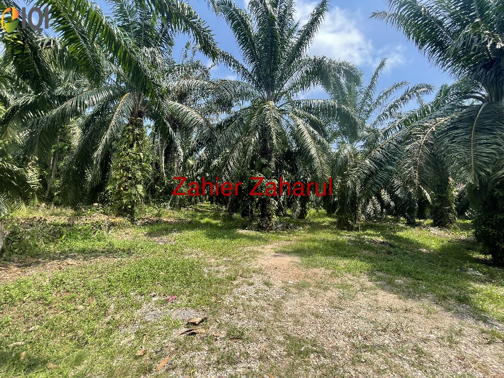 Agriculture Land Muar image