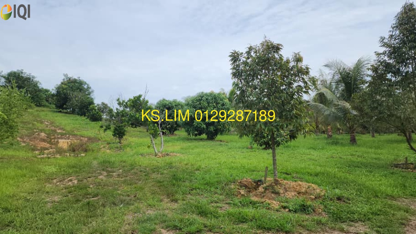 KOLEK COCONUT PLANTATION WITH A FEW DURIAN AND LEMON TREES image