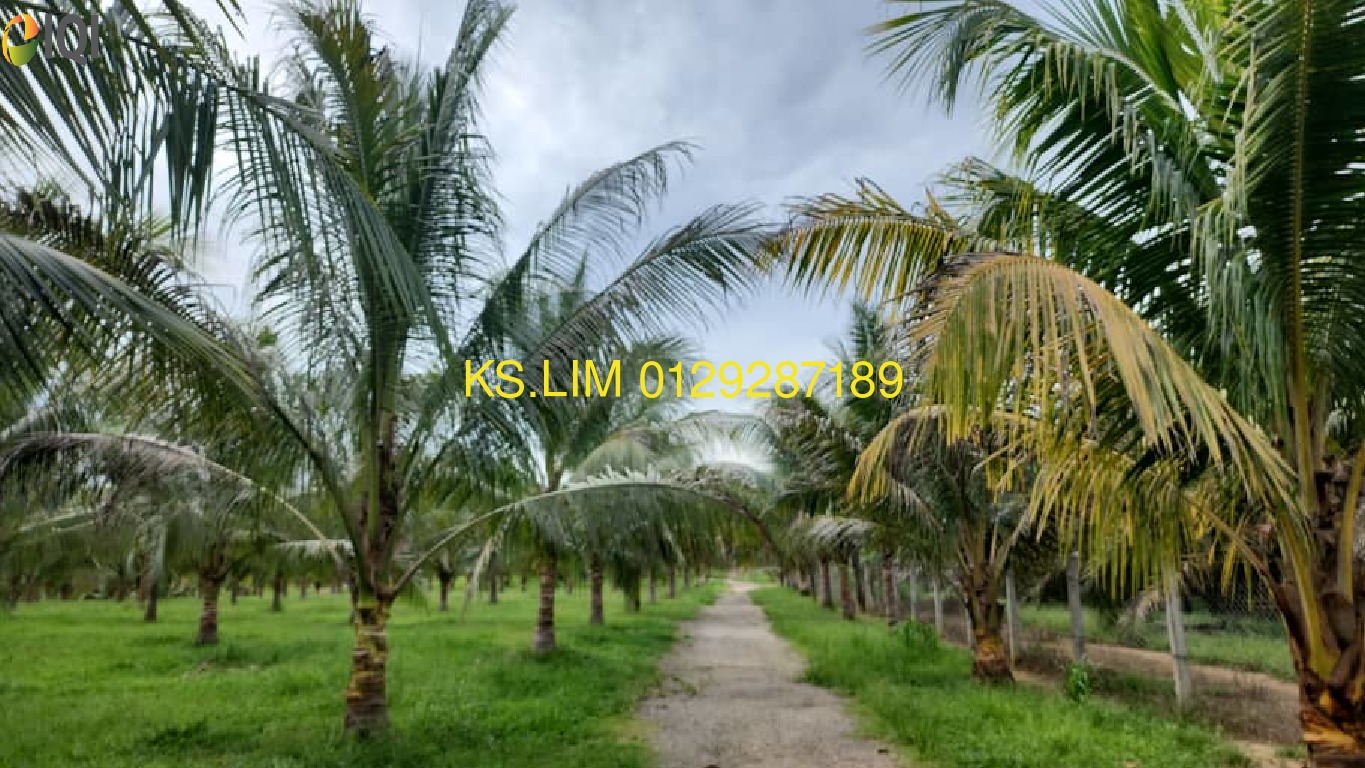 KOLEK COCONUT PLANTATION WITH A FEW DURIAN AND LEMON TREES image