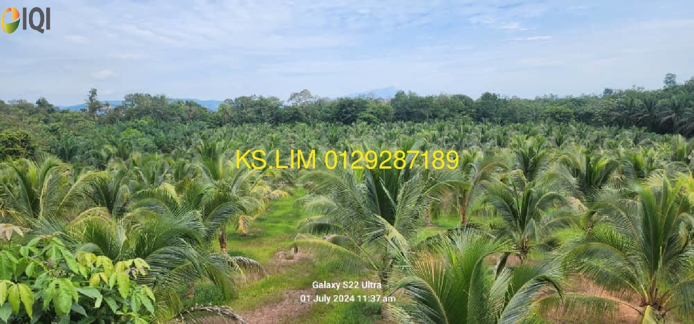 KOLEK COCONUT PLANTATION WITH A FEW DURIAN AND LEMON TREES image