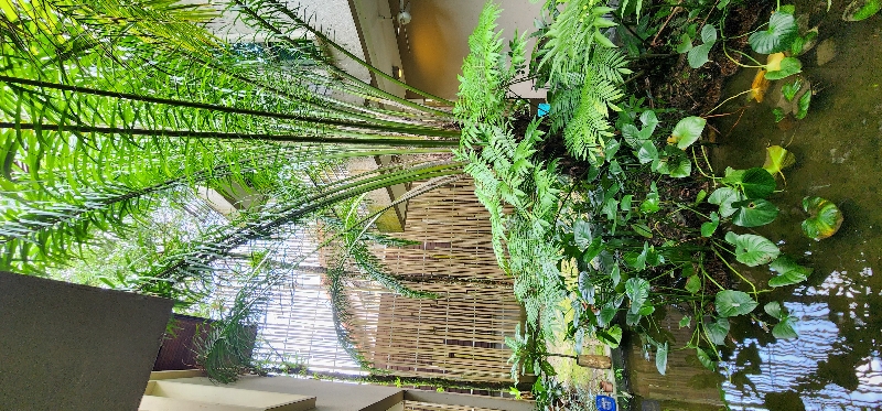 Kenny Hills (Bukit Tunku) image