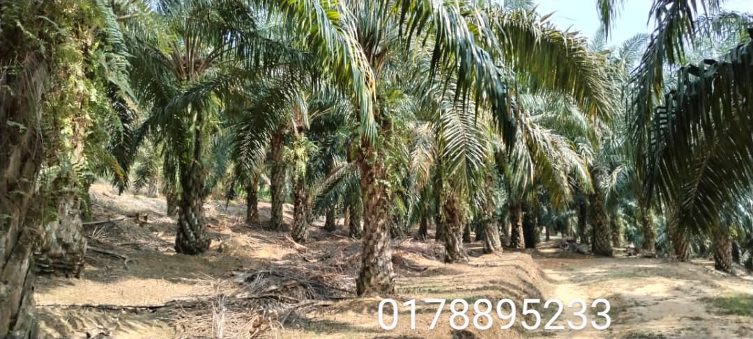 (Oil Palm plantation) Rembau District, Negeri Sembilan  image