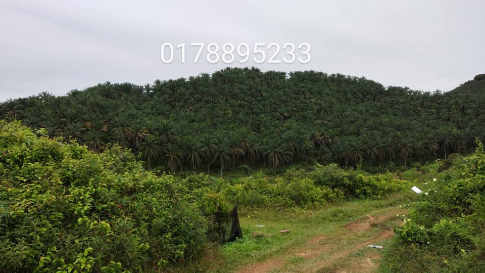 (Oil Palm plantation) Rembau District, Negeri Sembilan  image