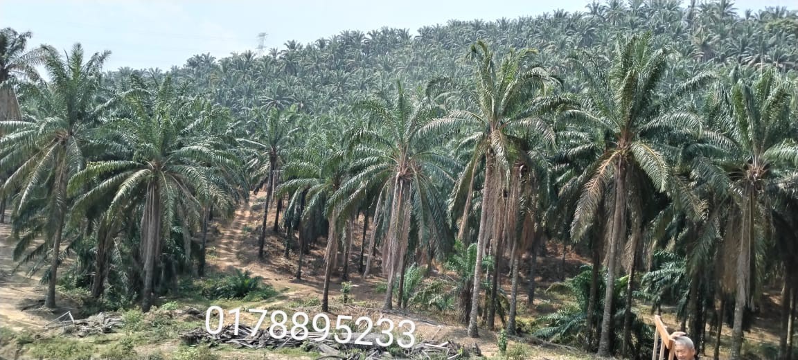 (Oil Palm plantation) Rembau District, Negeri Sembilan  image