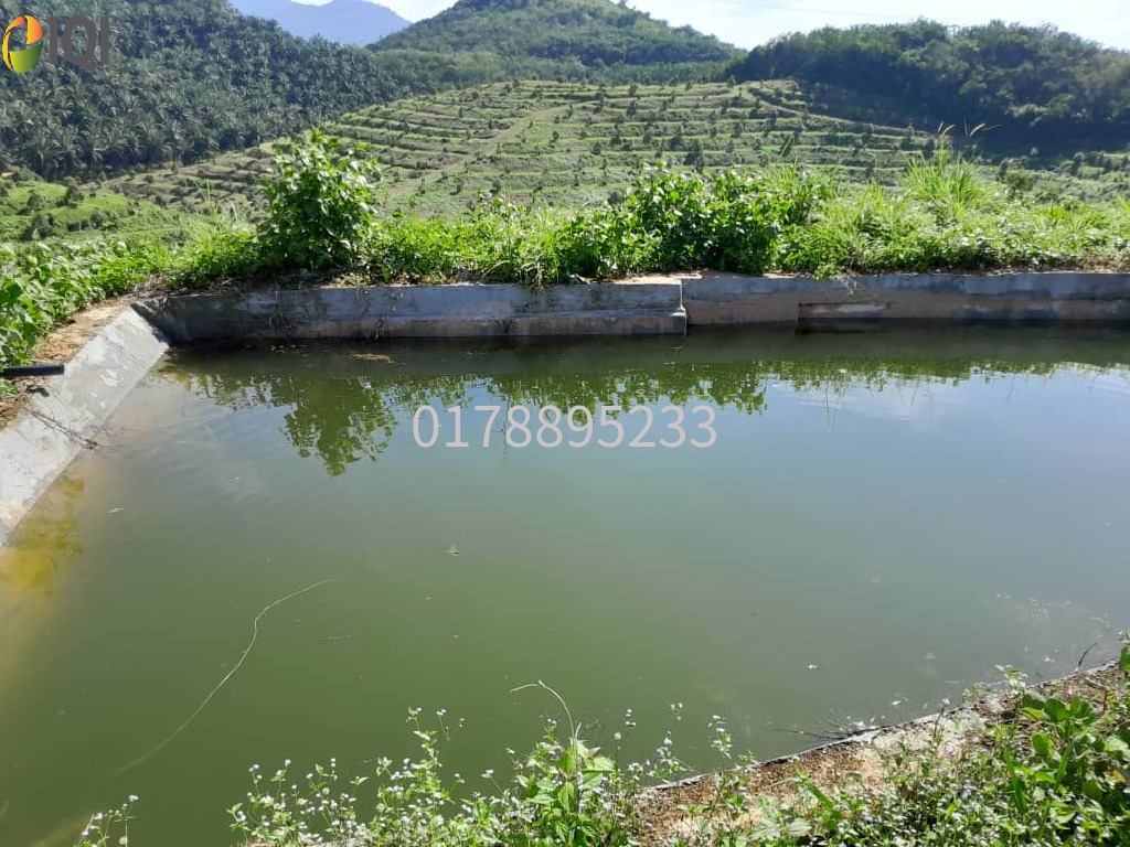 (Durian Plantation) Rembau District, Negeri Sembilan  image