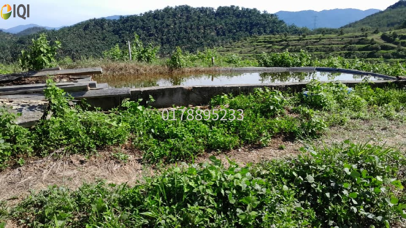 (Durian Plantation) Rembau District, Negeri Sembilan  image