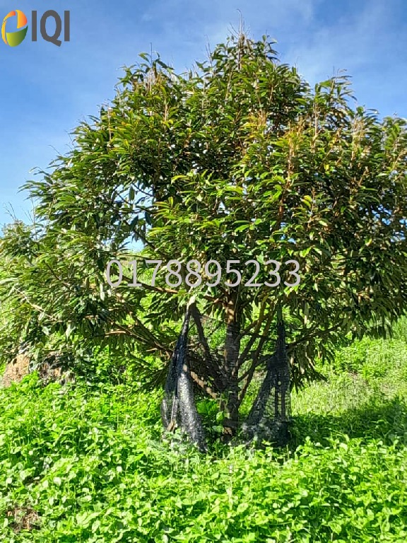 (Durian Plantation) Rembau District, Negeri Sembilan  image