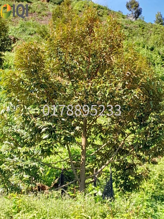 (Durian Plantation) Rembau District, Negeri Sembilan  image