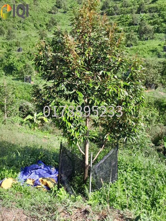 (Durian Plantation) Rembau District, Negeri Sembilan  image