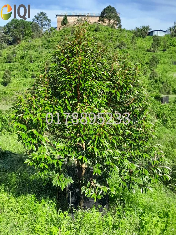(Durian Plantation) Rembau District, Negeri Sembilan  image