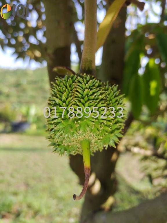 (Durian Plantation) Rembau District, Negeri Sembilan  image