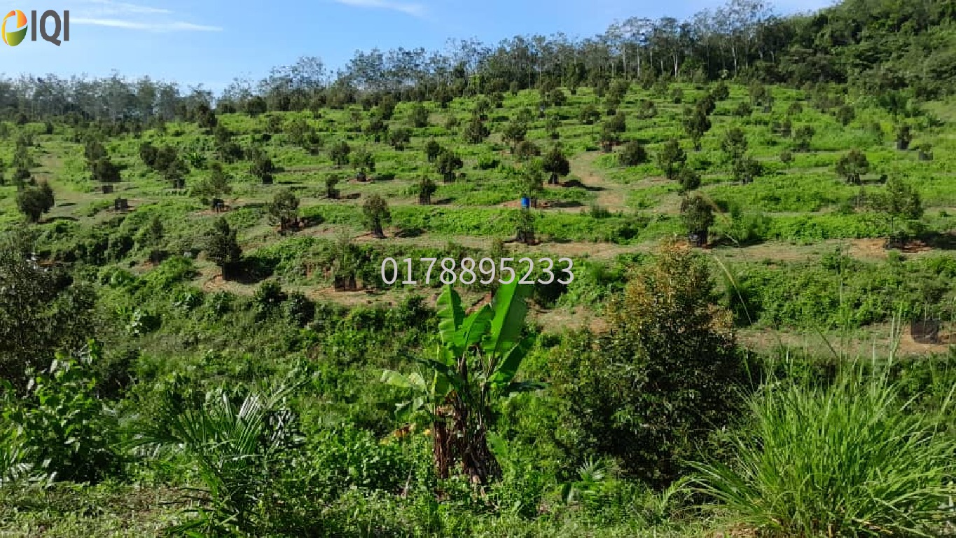 (Durian Plantation) Rembau District, Negeri Sembilan  image