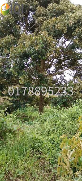 (Durian Plantation) Rembau District, Negeri Sembilan image