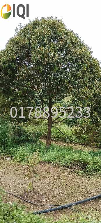 (Durian Plantation) Rembau District, Negeri Sembilan image