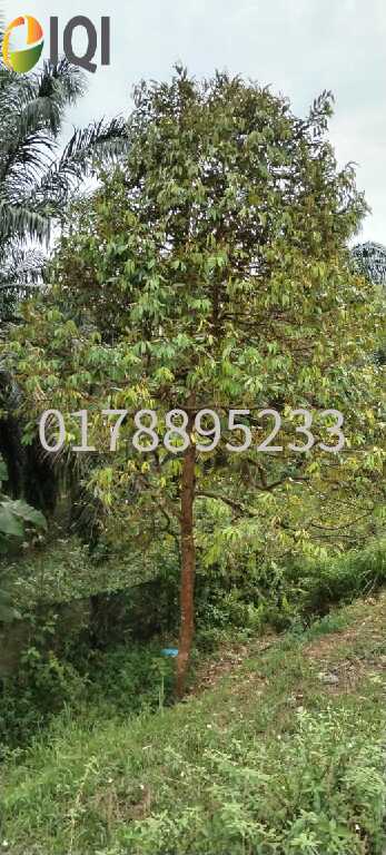 (Durian Plantation) Rembau District, Negeri Sembilan image