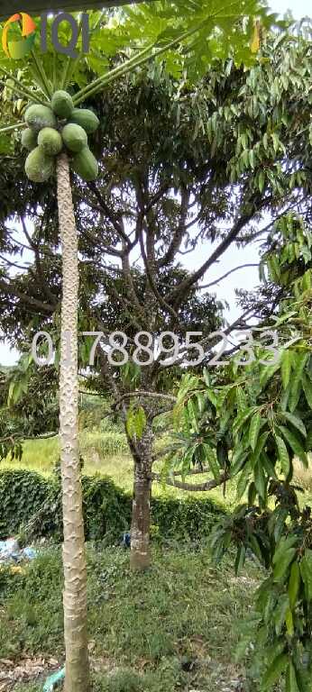 (Durian Plantation) Rembau District, Negeri Sembilan image