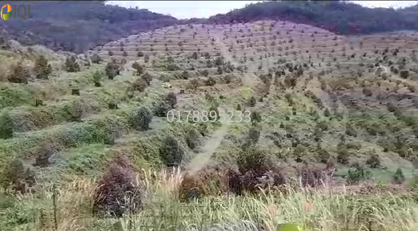 (Durian Plantation) Rembau District, Negeri Sembilan image