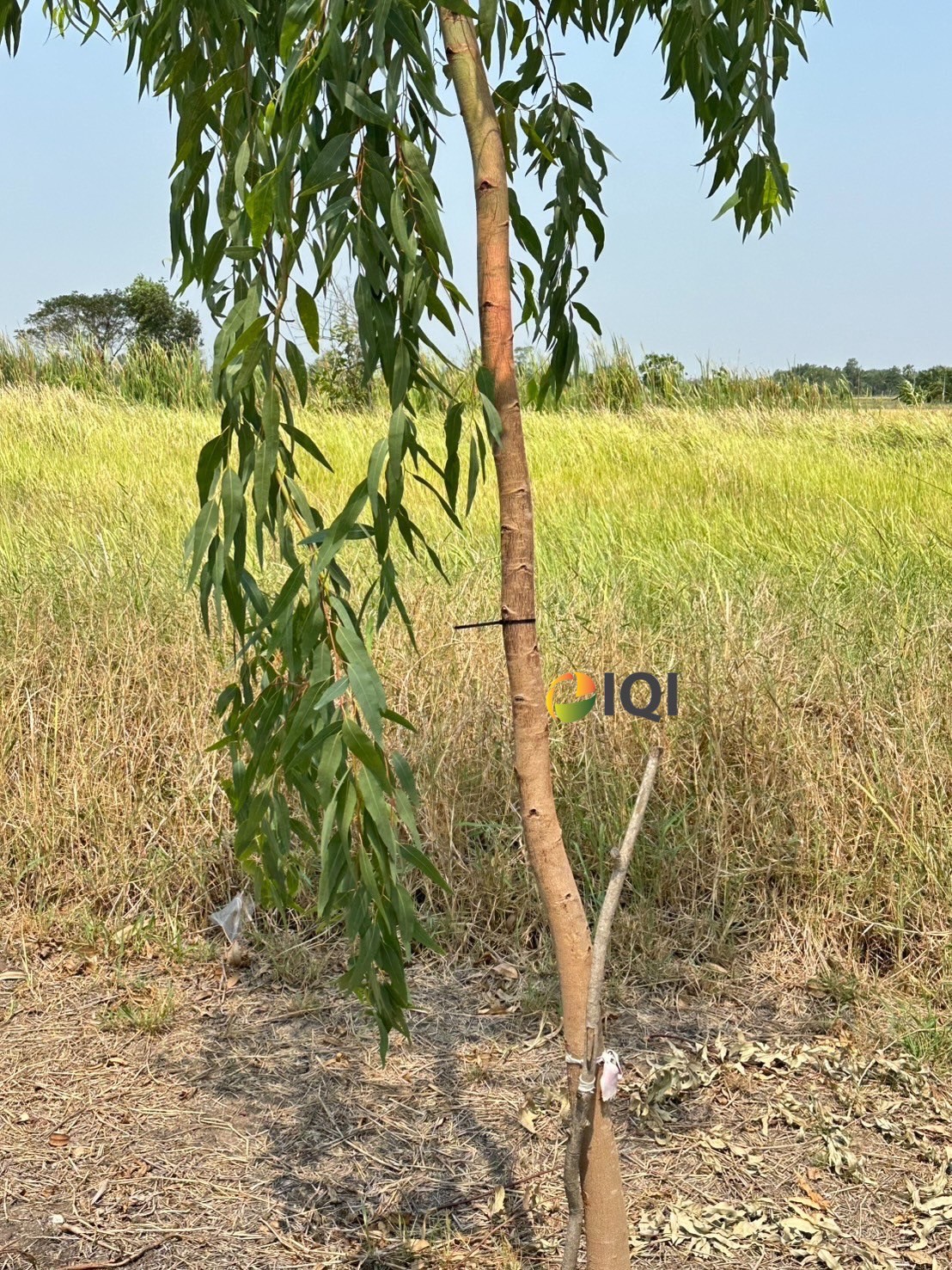 Land for sale soi Suwinthawong 47 image