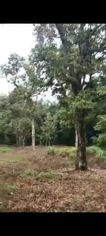 Durian Farm n Other fruits trees | 30 year-old tree | Mantin | photo