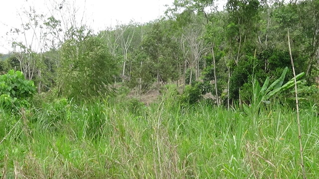 Pertang Agricultural Land image
