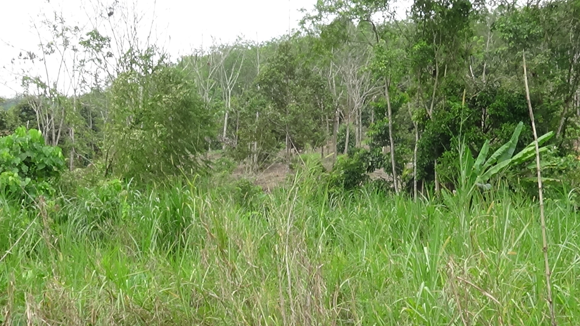Pertang Agricultural Land image