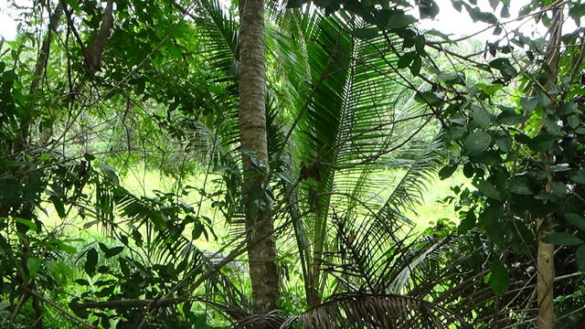 Pertang Agricultural Land image
